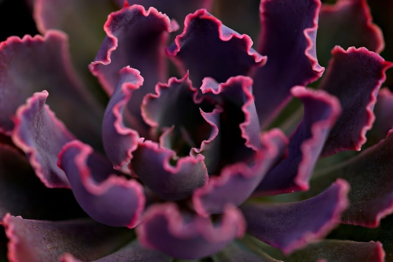 Succulent Selection